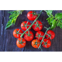 Tomato - Cherrola F1 - Tiny, Sweet, Juicy Tomatoes - Fresh Seeds