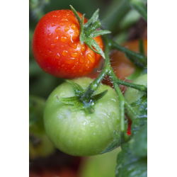 Tomato - Adam F1 - Firm and Long-Lasting with Storage Quality - Fresh Seeds