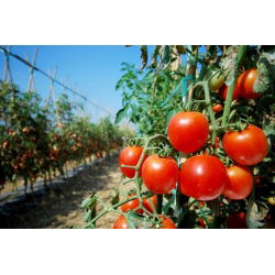 Tomato - Adam F1 - Firm and Long-Lasting with Storage Quality - Fresh Seeds