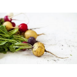 Radish mešano seme - Raphanus sativus - 850 semen - Raphanus sativus L. - semena
