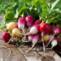 Radish mešano seme - Raphanus sativus - 850 semen - Raphanus sativus L. - semena