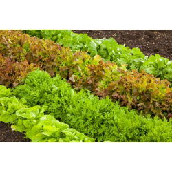 Селекция от маруля - 450 семена - Lectuca sativa 