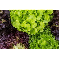 Селекция от маруля - 450 семена - Lectuca sativa 