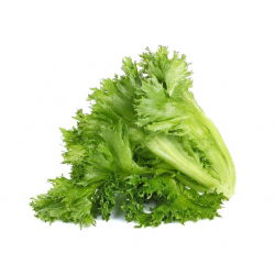 Свежа зелена салата "Regina Dei Ghiacci" 4 - 475 семена - Lactuca sativa L. 