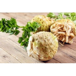 Celeriac, akar Saderi "Talar" - 900 biji - Apium graveolens - benih