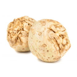 Celeriac, akar Saderi "Talar" - 900 biji - Apium graveolens - benih