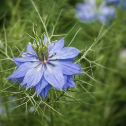 Juffertje - in - het - groen - 1500 zaden - Nigella damascena