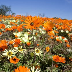 Glandular Cape marigold, Namaqualand daisy, Orange Namaqualand daisy, Dimorphoteca sinuata syn. Dimorphoteca aurantiaca - 450 seemnet - Dimorphotheca aurantiaca - seemned