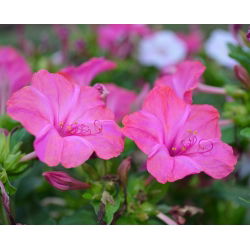 Vidunderblomst - Mirabilis jalapa - Rig duft, perfekt til sommeraftener - Friske frø