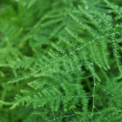 Lace Fern, Lezenie Semená špargle - Asparagus plumosus nanus - 13 semien - Asparagus plumosus.