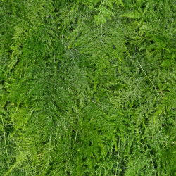 Lace Fern, Lezenie Semená špargle - Asparagus plumosus nanus - 13 semien - Asparagus plumosus.