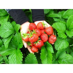 Jordgubbe - Tresca - 20 frön - Fragaria ×ananassa