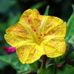 Vidunderblomst - Mirabilis jalapa - Rig duft, perfekt til sommeraftener - Friske frø