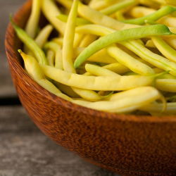 Hạt lùn Golden Saxa của Pháp - Phaseolus Vulgaris - 160 hạt - Phaseolus vulgaris L.