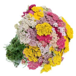 Řebříček obecný - směs - Achillea millefolium - Krásná rostlina pro louky plné květů - Čerstvá semena