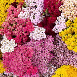 Řebříček obecný - směs - Achillea millefolium - Krásná rostlina pro louky plné květů - Čerstvá semena