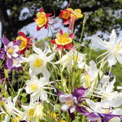 Hạt trộn của Columbusine McKana - Aquilegia x hybrida - 400 hạt - Aquilegia hybrida