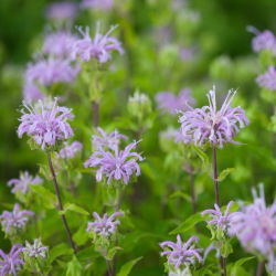 Monarda - 180 semillas