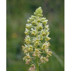 Mignonette Sweet Scented seeds - Reseda odorata - 1600 biji