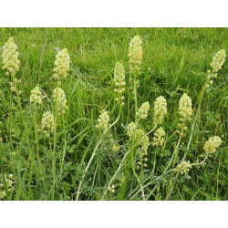 Garten-Resede seeds - Reseda odorata - 1600 samen 