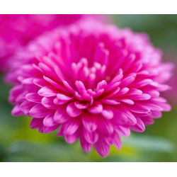 Dwarf Aster Milady Rose zaden - Callistephus chinensis - 500 zaden