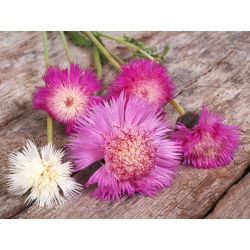 Hạt giống hỗn hợp ngọt ngào - Centaurea royalialis - 200 hạt giống - Centaurea imperialis
