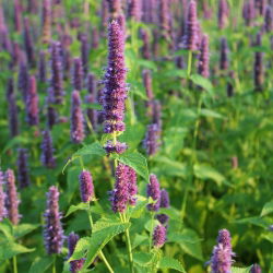 Hạt giống Hyssop khổng lồ Mexico - Agastache maxicana - 210 hạt - Agastache mexicana
