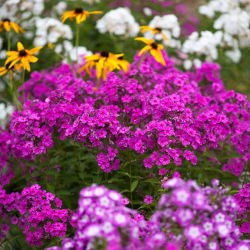Vuosittainen Phlox, Drummondin Phlox-siemenet - Phlox drummondii - 250 siemeniä
