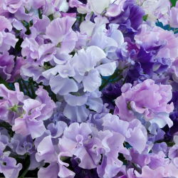 Guisante de Olor - azul - Lathyrus odoratus - Flores azules con aroma celestial para tu jardín - Semillas frescas