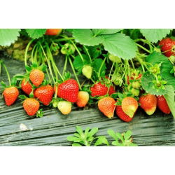 Jordgubbe - Tresca - 20 frön - Fragaria ×ananassa