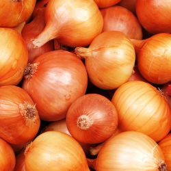 Cipolla - Wolska - Cipolle a raccolta tardiva, perfette per conservazione - Semi Freschi