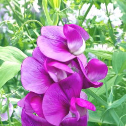 Вечнозелен грах, многогодишни грахови смески - Lathyrus latifolius - 18 семена