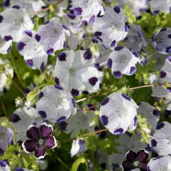 Baby blue eyes - sortide valik - 350 seemnet - Nemophila - seemned