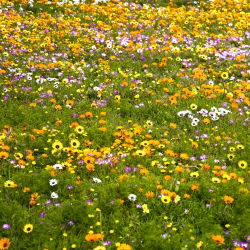 Glandular Cape marigold, Namaqualand daisy, Orange Namaqualand daisy, Dimorphoteca sinuata syn. Dimorphoteca aurantiaca - 450 seemnet - Dimorphotheca aurantiaca - seemned
