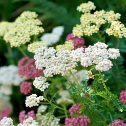 Řebříček obecný - směs - Achillea millefolium - Krásná rostlina pro louky plné květů - Čerstvá semena