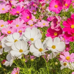 Sementes Cosmos Vega Mix - Cosmos bipinnatus - 150 sementes