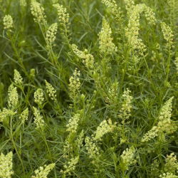 Garten-Resede seeds - Reseda odorata - 1600 samen 