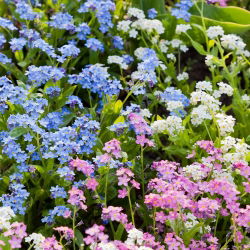Alpine Forget-Me-Ei segatud seemned - Myosotis alpestris - 800 seemet
