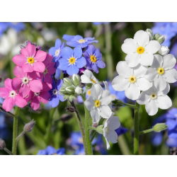 Alpine Forget-Me-Ei segatud seemned - Myosotis alpestris - 800 seemet