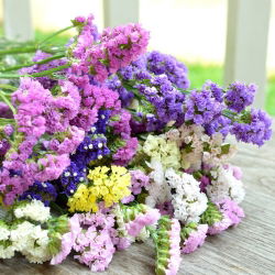 Hạt hỗn hợp Statice - Limonium sinuatum - 105 hạt
