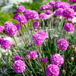 Sea Thrift Pink - Pink - Armeria maritima - Delicate Pink Clusters, Ideal for Borders - Fresh Seeds