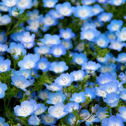 Baby blue eyes - sortide valik - 350 seemnet - Nemophila - seemned