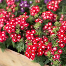 Kebun verbena - campuran berbagai - 200 biji - Verbena x hybrida nana compacta