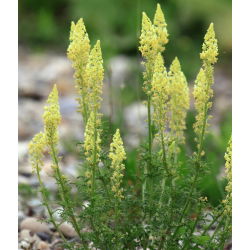 Garten-Resede seeds - Reseda odorata - 1600 samen 