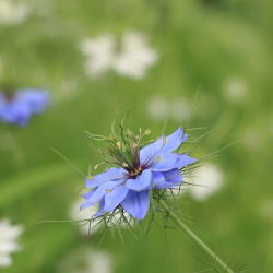 Juffertje - in - het - groen - 1500 zaden - Nigella damascena