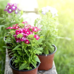 Kebun verbena - campuran berbagai - 200 biji - Verbena x hybrida nana compacta