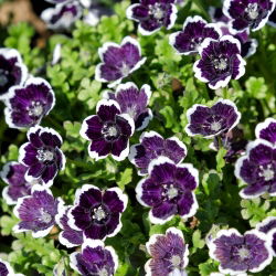 Baby blue eyes - sortide valik - 350 seemnet - Nemophila - seemned
