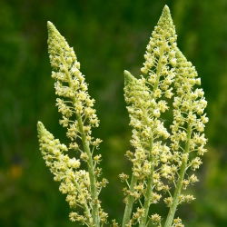 Garten-Resede seeds - Reseda odorata - 1600 samen 