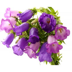 Canterbury Bells - Mixed - Campanula medium - Charming Bell-Shaped Blooms - Fresh Seeds