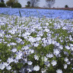Baby blue eyes - sortide valik - 350 seemnet - Nemophila - seemned